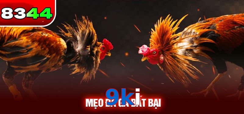 Đá gà 9ki có sức hấp dẫn